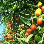 Sea View Terrace דירה *